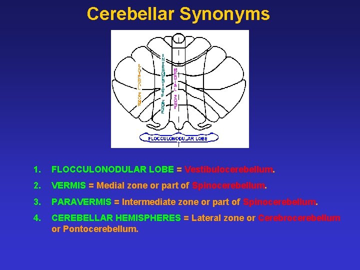 Cerebellar Synonyms 1. FLOCCULONODULAR LOBE = Vestibulocerebellum. 2. VERMIS = Medial zone or part