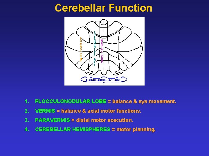 Cerebellar Function 1. FLOCCULONODULAR LOBE = balance & eye movement. 2. VERMIS = balance