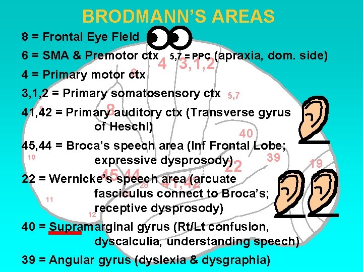 BRODMANN’S AREAS 8 = Frontal Eye Field 6 = SMA & Premotor ctx 5,