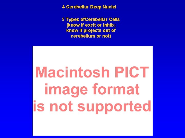 4 Cerebellar Deep Nuclei 5 Types of. Cerebellar Cells (know if excit or inhib;