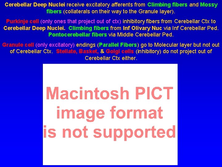 Cerebellar Deep Nuclei receive excitatory afferents from Climbing fibers and Mossy fibers (collaterals on
