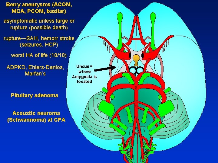 Berry aneurysms (ACOM, MCA, PCOM, basilar) asymptomatic unless large or rupture (possible death) rupture—SAH,