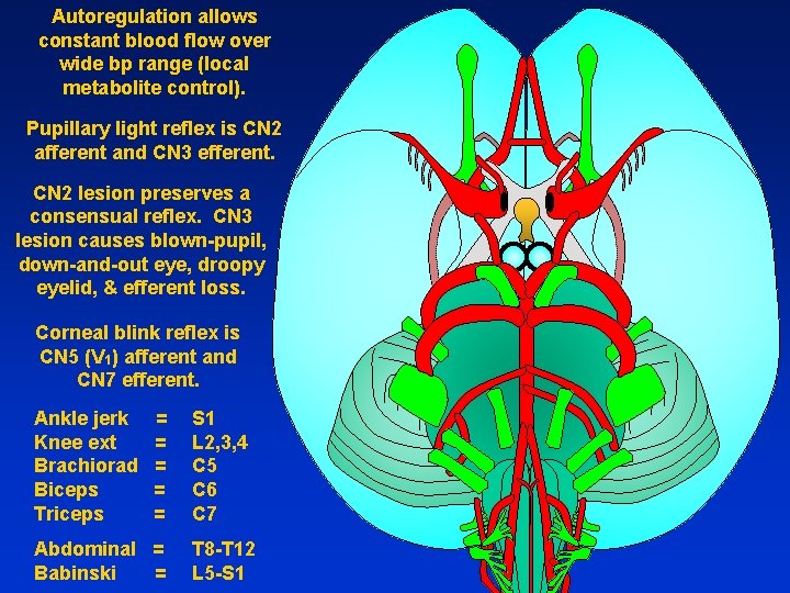 Autoregulation allows constant blood flow over wide bp range (local metabolite control). Pupillary light