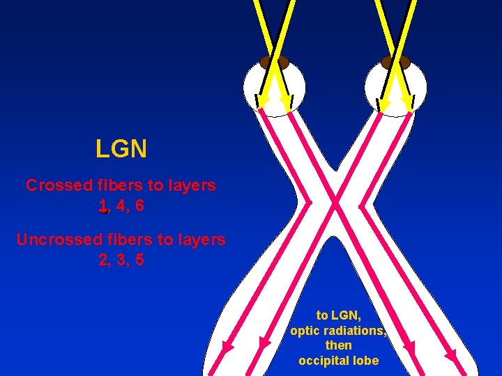 LGN Crossed fibers to layers 1, 4, 6 Uncrossed fibers to layers 2, 3,