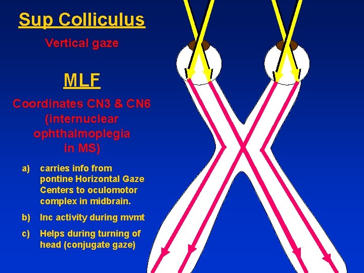 Sup Colliculus Vertical gaze MLF Coordinates CN 3 & CN 6 (internuclear ophthalmoplegia in