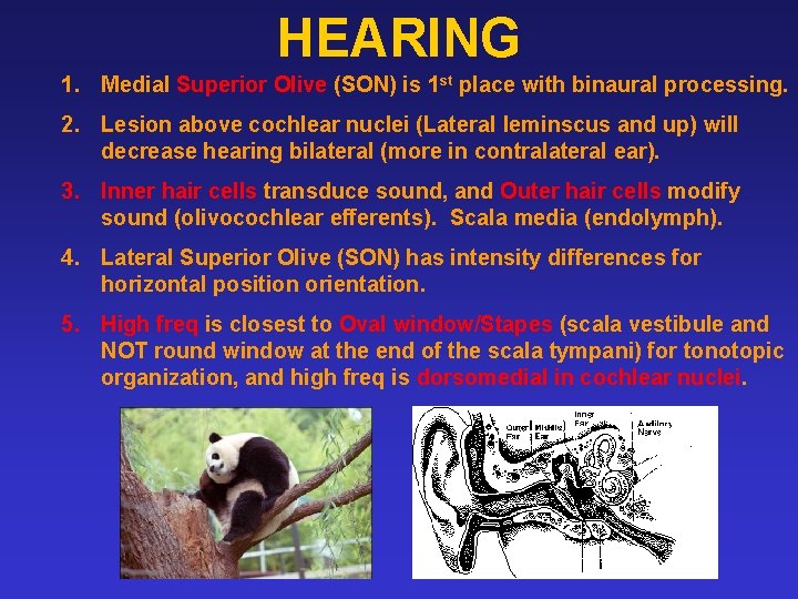 HEARING 1. Medial Superior Olive (SON) is 1 st place with binaural processing. 2.