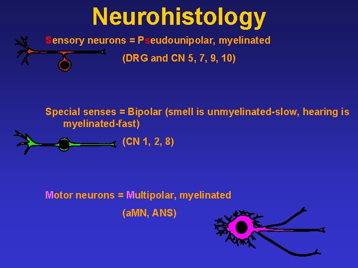 Neurohistology Sensory neurons = Pseudounipolar, myelinated (DRG and CN 5, 7, 9, 10) Special