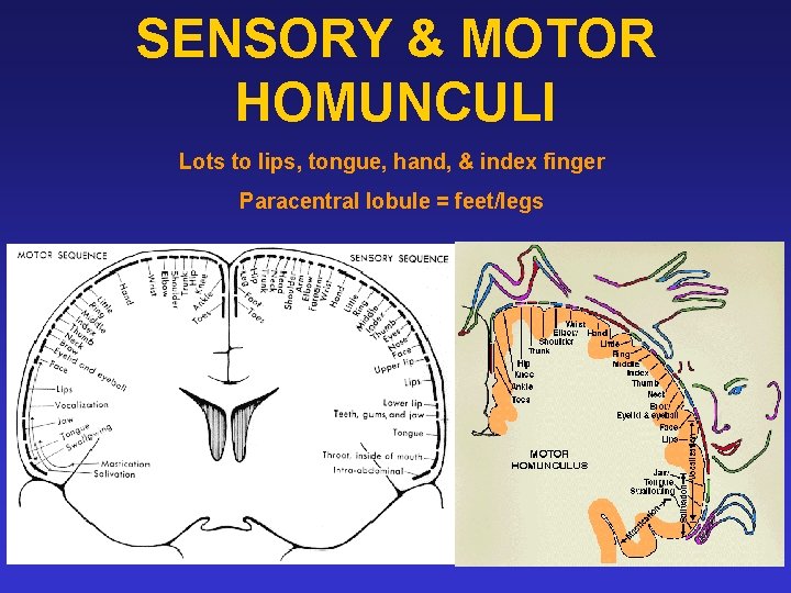 SENSORY & MOTOR HOMUNCULI Lots to lips, tongue, hand, & index finger Paracentral lobule