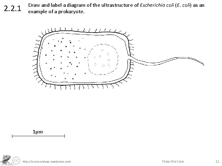 2. 2. 1 Draw and label a diagram of the ultrastructure of Escherichia coli