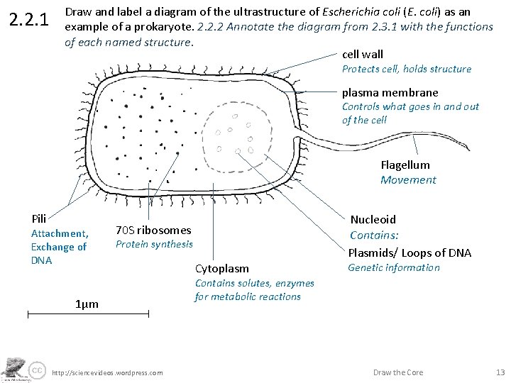 2. 2. 1 Draw and label a diagram of the ultrastructure of Escherichia coli