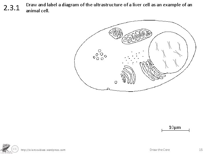 2. 3. 1 Draw and label a diagram of the ultrastructure of a liver