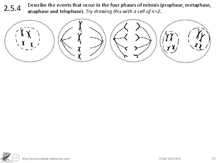 2. 5. 4 Describe the events that occur in the four phases of mitosis