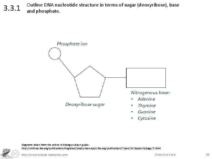 3. 3. 1 Outline DNA nucleotide structure in terms of sugar (deoxyribose), base and