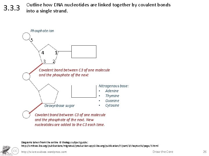 3. 3. 3 Outline how DNA nucleotides are linked together by covalent bonds into