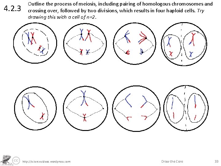 4. 2. 3 Outline the process of meiosis, including pairing of homologous chromosomes and