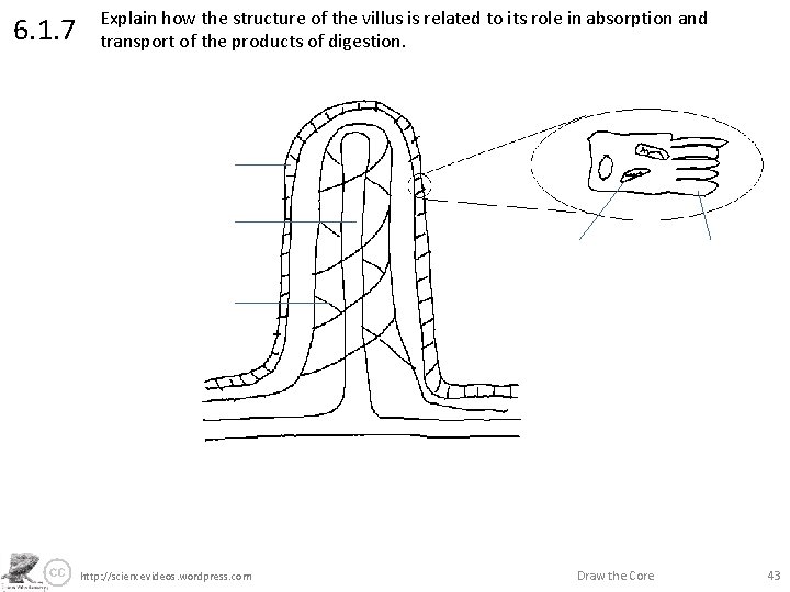 6. 1. 7 Explain how the structure of the villus is related to its