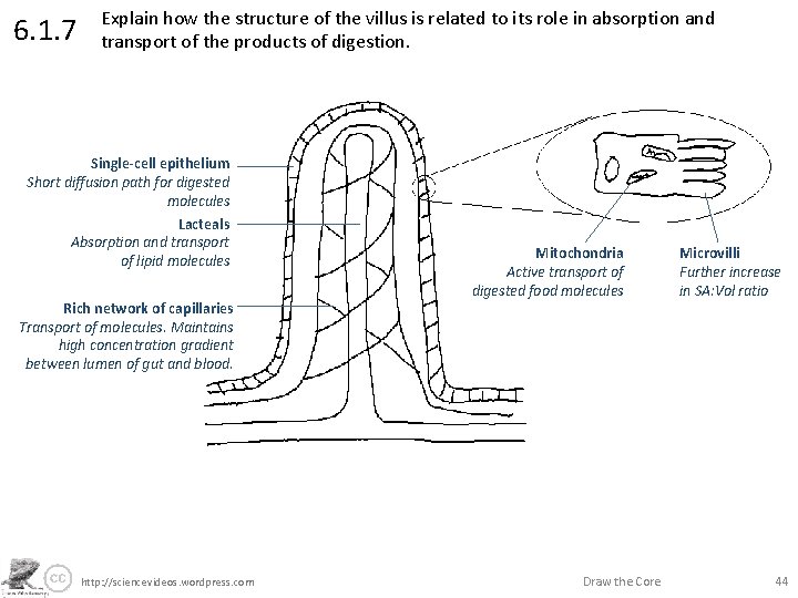 6. 1. 7 Explain how the structure of the villus is related to its