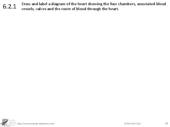 6. 2. 1 Draw and label a diagram of the heart showing the four