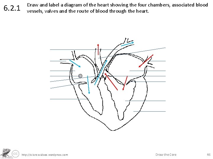 6. 2. 1 Draw and label a diagram of the heart showing the four