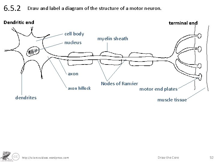 6. 5. 2 Draw and label a diagram of the structure of a motor
