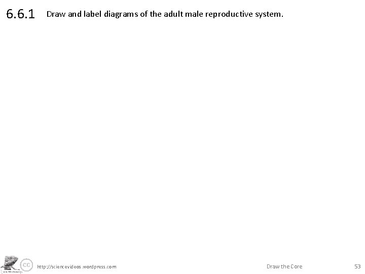 6. 6. 1 Draw and label diagrams of the adult male reproductive system. http: