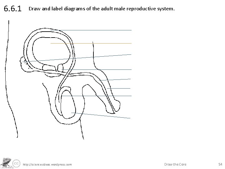 6. 6. 1 Draw and label diagrams of the adult male reproductive system. http: