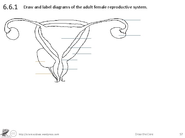 6. 6. 1 Draw and label diagrams of the adult female reproductive system. http:
