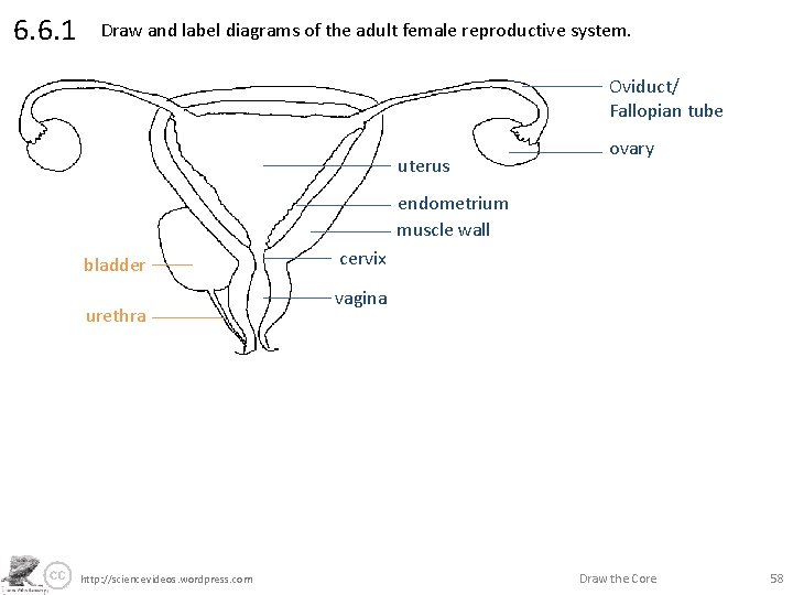6. 6. 1 Draw and label diagrams of the adult female reproductive system. Oviduct/