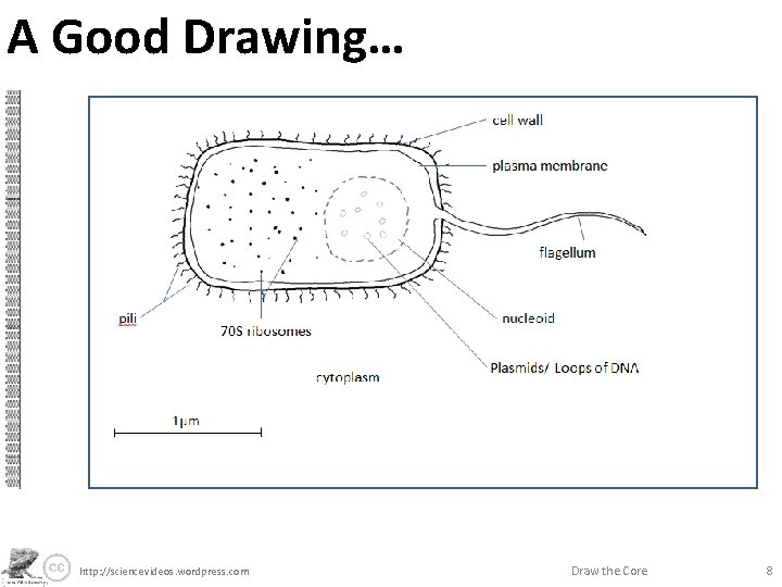 A Good Drawing… http: //sciencevideos. wordpress. com Draw the Core 8 