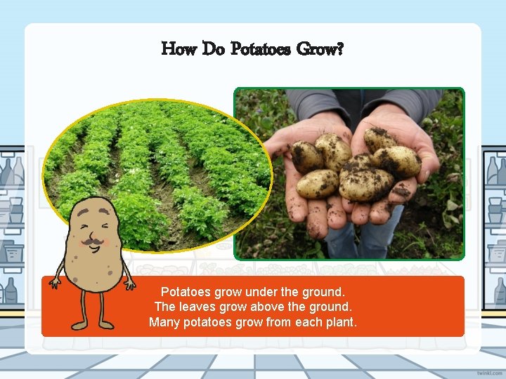 How Do Potatoes Grow? Potatoes grow under the ground. The leaves grow above the