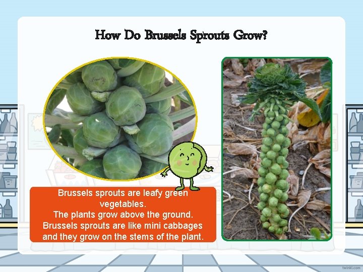 How Do Brussels Sprouts Grow? Brussels sprouts are leafy green vegetables. The plants grow