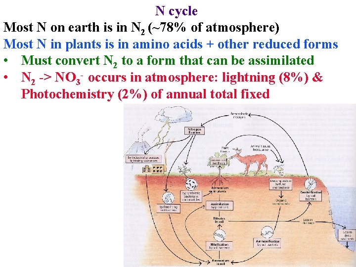 N cycle Most N on earth is in N 2 (~78% of atmosphere) Most