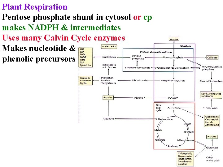 Plant Respiration Pentose phosphate shunt in cytosol or cp makes NADPH & intermediates Uses