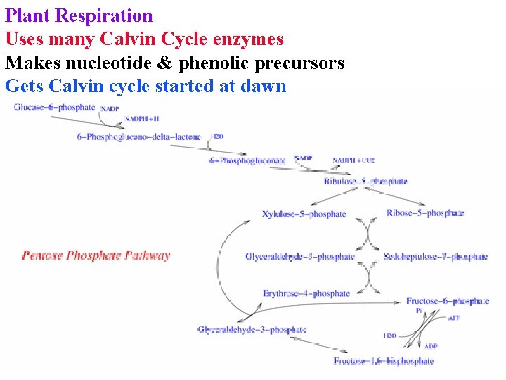Plant Respiration Uses many Calvin Cycle enzymes Makes nucleotide & phenolic precursors Gets Calvin