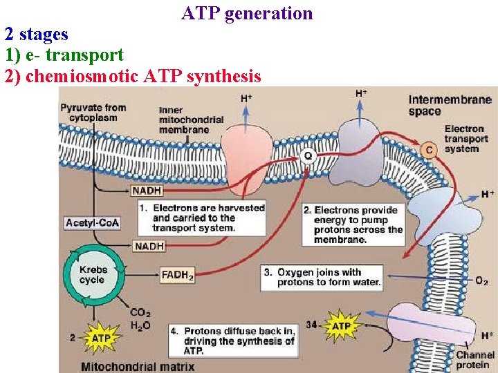 ATP generation 2 stages 1) e- transport 2) chemiosmotic ATP synthesis 