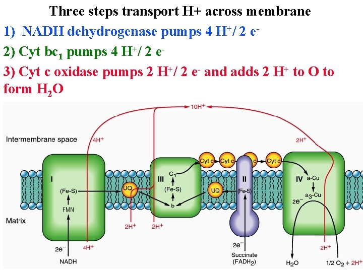 Three steps transport H+ across membrane 1) NADH dehydrogenase pumps 4 H+/ 2 e