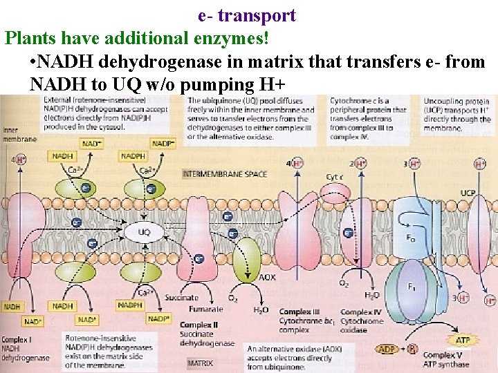 e- transport Plants have additional enzymes! • NADH dehydrogenase in matrix that transfers e-