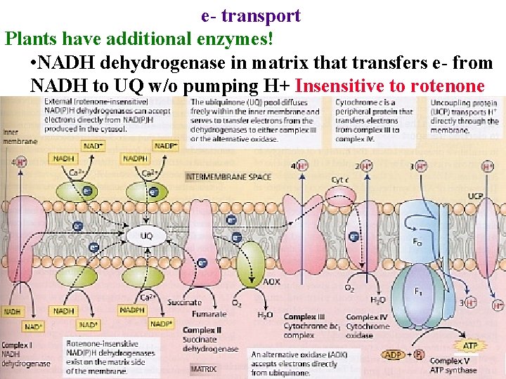 e- transport Plants have additional enzymes! • NADH dehydrogenase in matrix that transfers e-