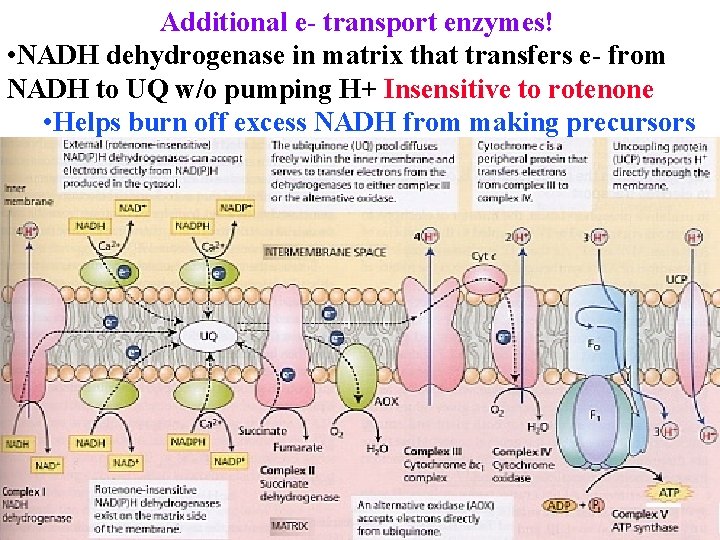 Additional e- transport enzymes! • NADH dehydrogenase in matrix that transfers e- from NADH