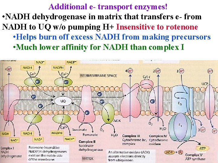 Additional e- transport enzymes! • NADH dehydrogenase in matrix that transfers e- from NADH