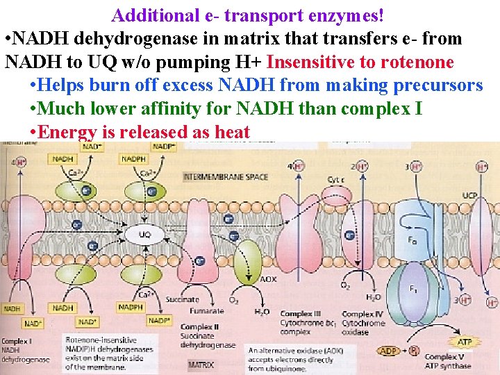 Additional e- transport enzymes! • NADH dehydrogenase in matrix that transfers e- from NADH