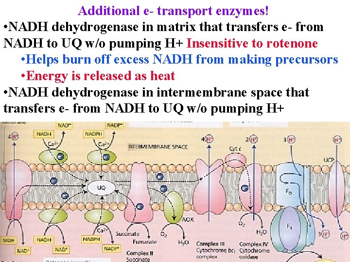 Additional e- transport enzymes! • NADH dehydrogenase in matrix that transfers e- from NADH