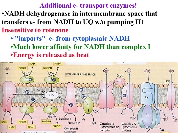 Additional e- transport enzymes! • NADH dehydrogenase in intermembrane space that transfers e- from