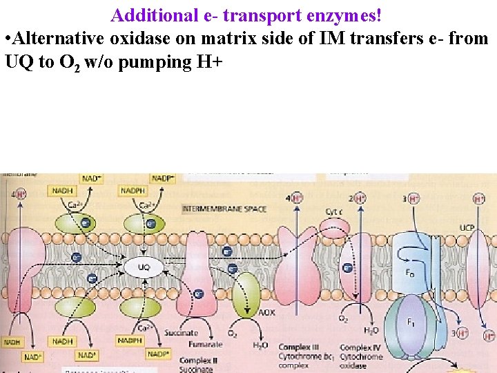 Additional e- transport enzymes! • Alternative oxidase on matrix side of IM transfers e-