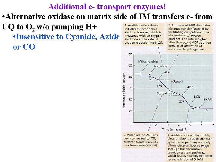 Additional e- transport enzymes! • Alternative oxidase on matrix side of IM transfers e-