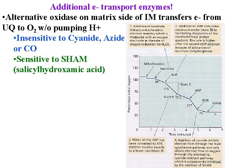 Additional e- transport enzymes! • Alternative oxidase on matrix side of IM transfers e-