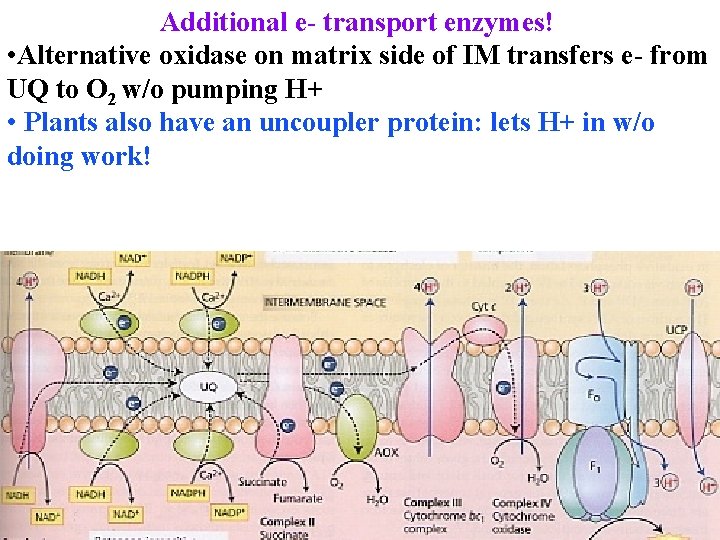 Additional e- transport enzymes! • Alternative oxidase on matrix side of IM transfers e-