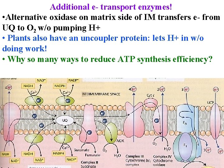 Additional e- transport enzymes! • Alternative oxidase on matrix side of IM transfers e-