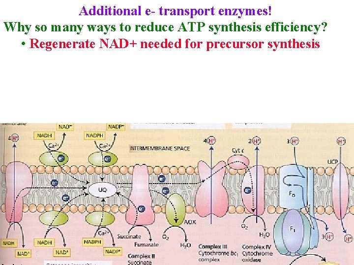 Additional e- transport enzymes! Why so many ways to reduce ATP synthesis efficiency? •