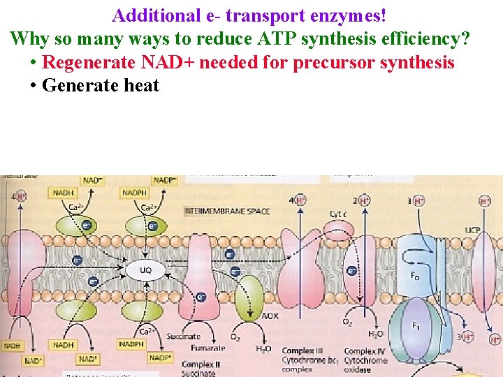 Additional e- transport enzymes! Why so many ways to reduce ATP synthesis efficiency? •